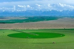 颗粒归仓 甘肃农垦稳住粮食平安“压舱石”